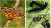 Mga Caterpillar sa Mata ng Peacock-Eye