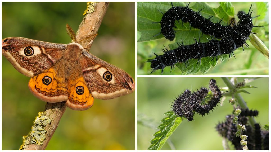 Caterpillar tavus kuşu gözünün tanımı ve fotoğrafı