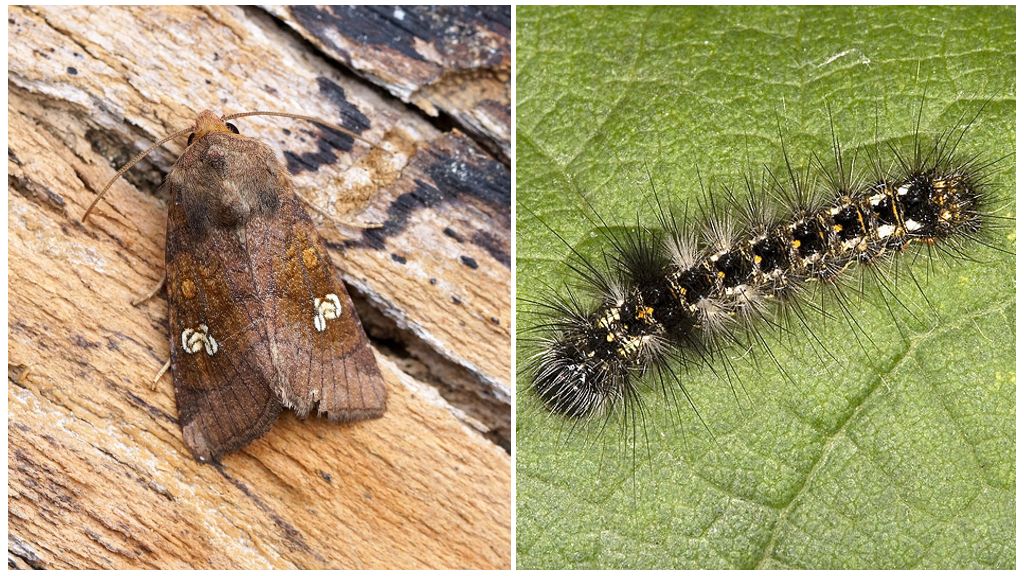 Описание и снимки на лъжички на пеперуди и гъсеници, как да се борим