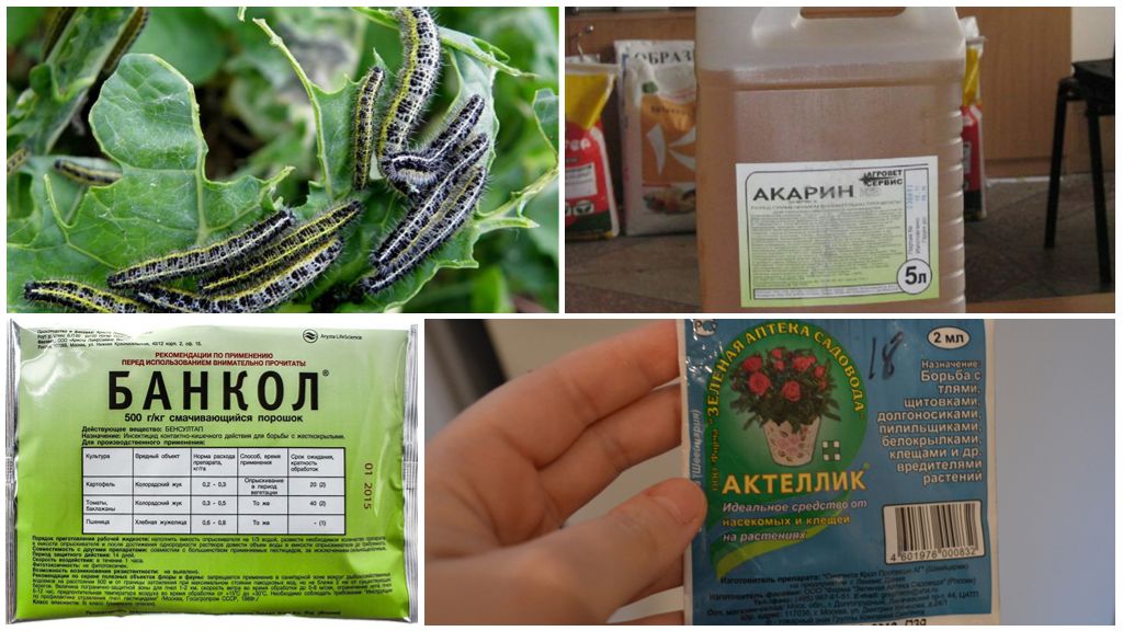 Como se livrar de lagartas em remédios populares repolho