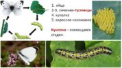 Цикъл на развитие на зелената пеперуда