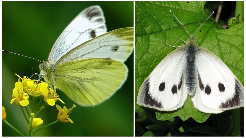 Beskrivning och foto av larven och fjärilskålen