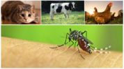 Sivrisinekler tarafından ısırılan hayvanlar