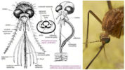 De structuur van het hoofd van een mug