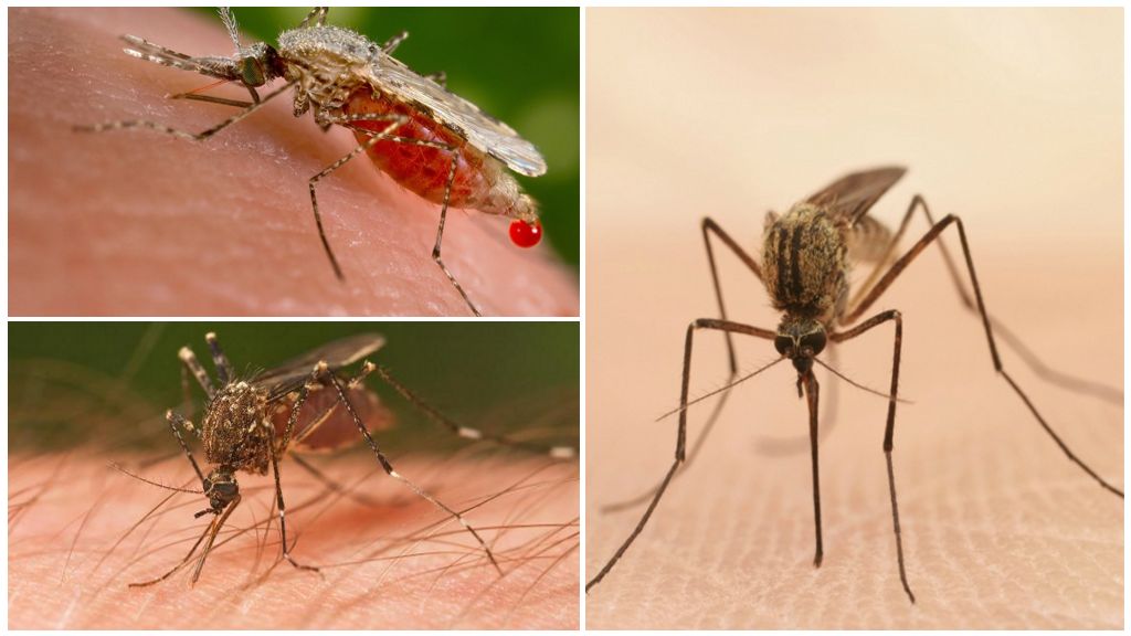 Câte țânțari sunt necesare pentru a bea tot sângele la om