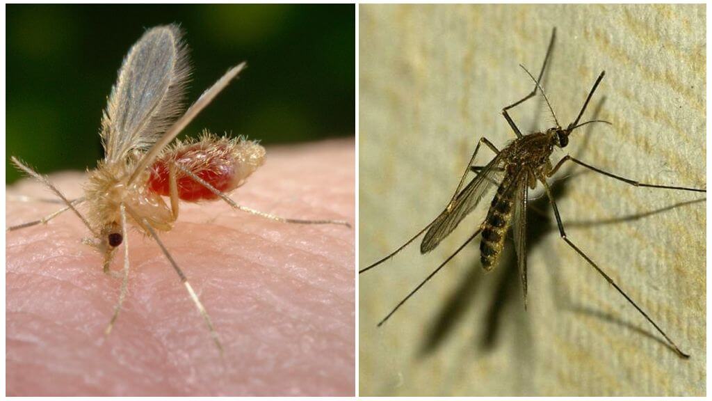 Care este diferența dintre țânțari și țânțari