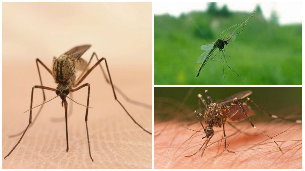 עובדות מעניינות על יתושים