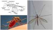 Anatomia della zanzara