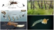 Levenscyclus van muggen