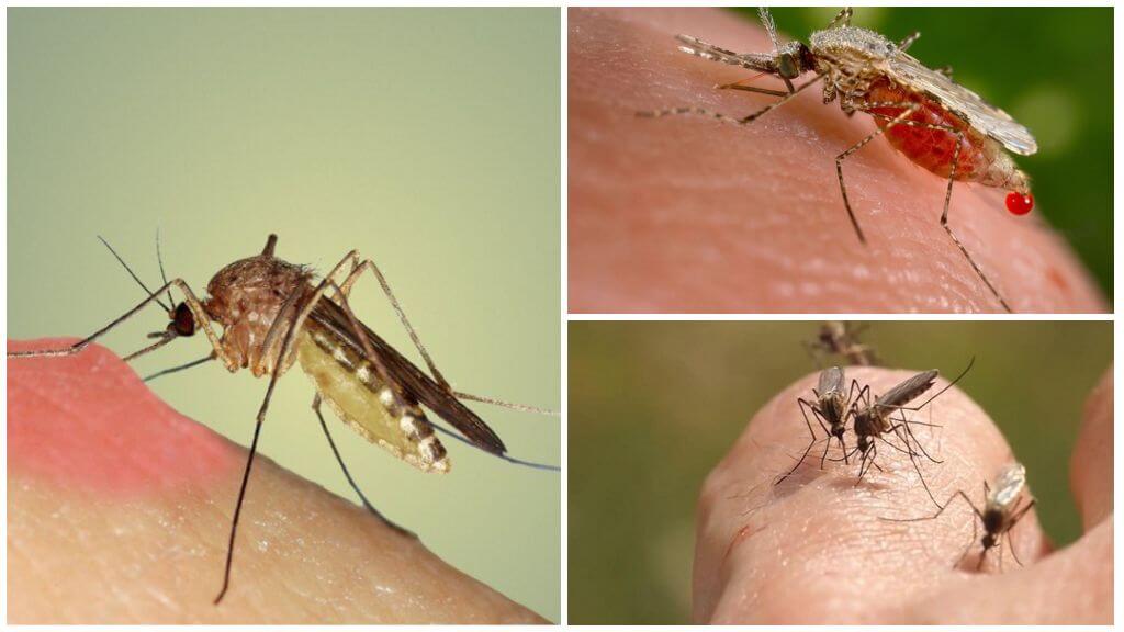 Hvorfor myg drikker blod