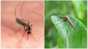 Culex комари от рода