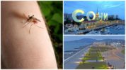 Mosquitos em Sochi