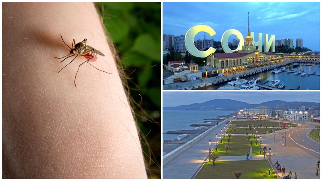 Sochi ve Adler'de sivrisinekler var mı