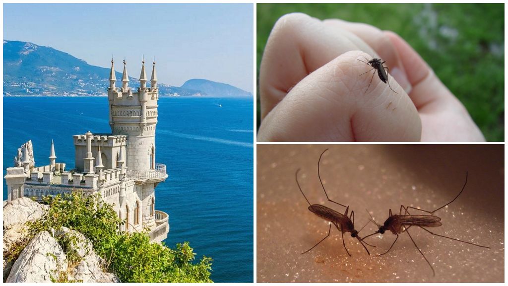 Hi ha mosquits a Crimea