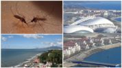 Szúnyogok a Krasznodar területén