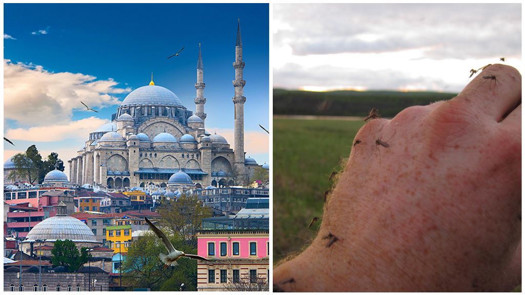 Türkiye'de sivrisinekler var mı