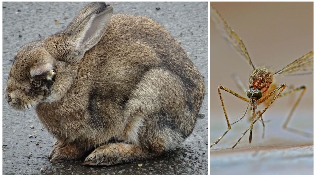 Làm thế nào để cứu thỏ khỏi muỗi trên đường phố và trong thỏ