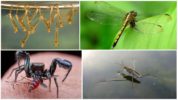 Rovarok, amelyek szúnyogokat és lárvaikat esznek