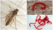 Ortak sivrisinek larvaları (kan kurdu)