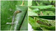 Pinsala mula sa mga uod sa leafworm