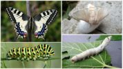 Swallowtail i gąsienica po lewej, jedwabnik i larwa po prawej