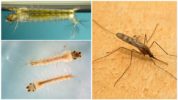 זחלים של יתוש מלריה