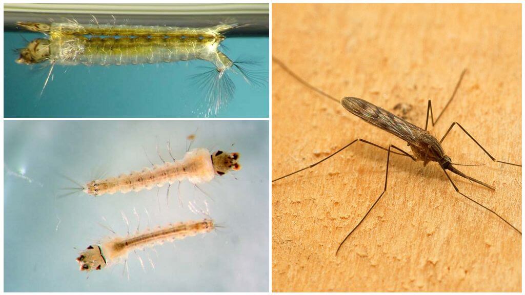 Descripción y fotos de larvas de mosquito