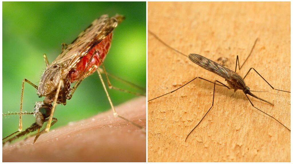 Jak wyglądają komary malarii i jak niebezpieczne są dla ludzi