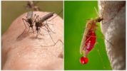 Attività vitale di una zanzara