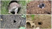 Mole dan burrows shrew