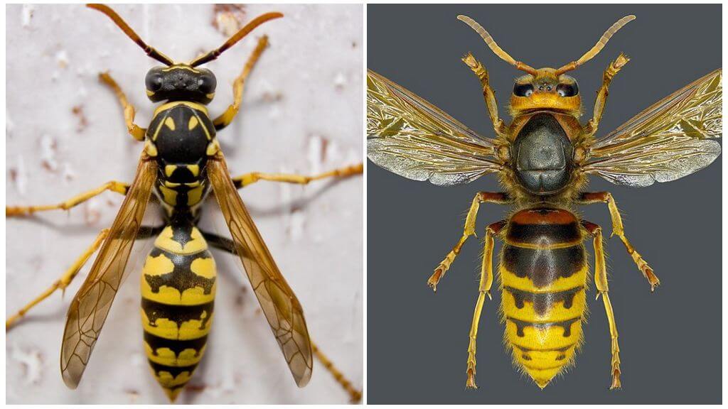 Qual é a diferença entre uma vespa e uma vespa