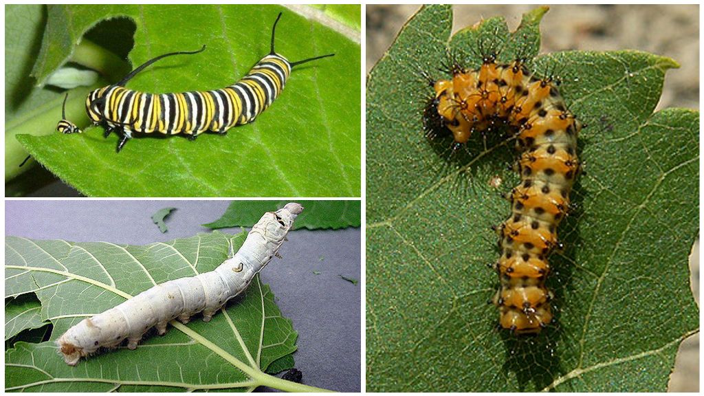 Beskrivning av larver, deras näring och struktur