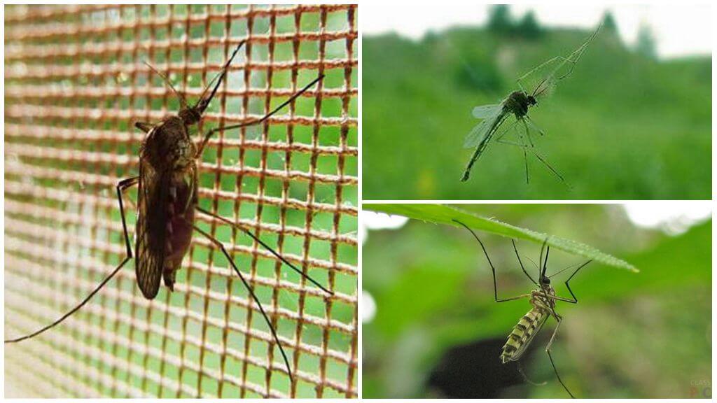 Ne kadar sinek sivrisinek ve sinekler