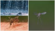 Zanzara che vola sotto la pioggia