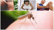 Bir sıtma sivrisinek ısırığının sonuçları