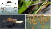 Pag-aanak ng lamok-centipedes