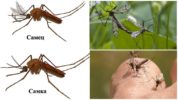 Kadın ve erkek sivrisinekler