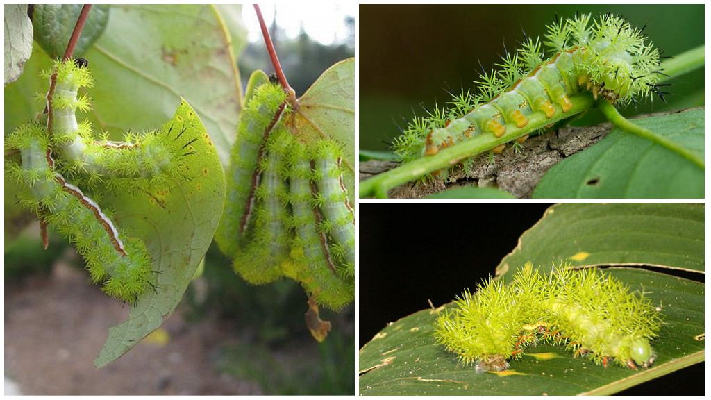 Beskrivning och foton av farliga giftiga larver