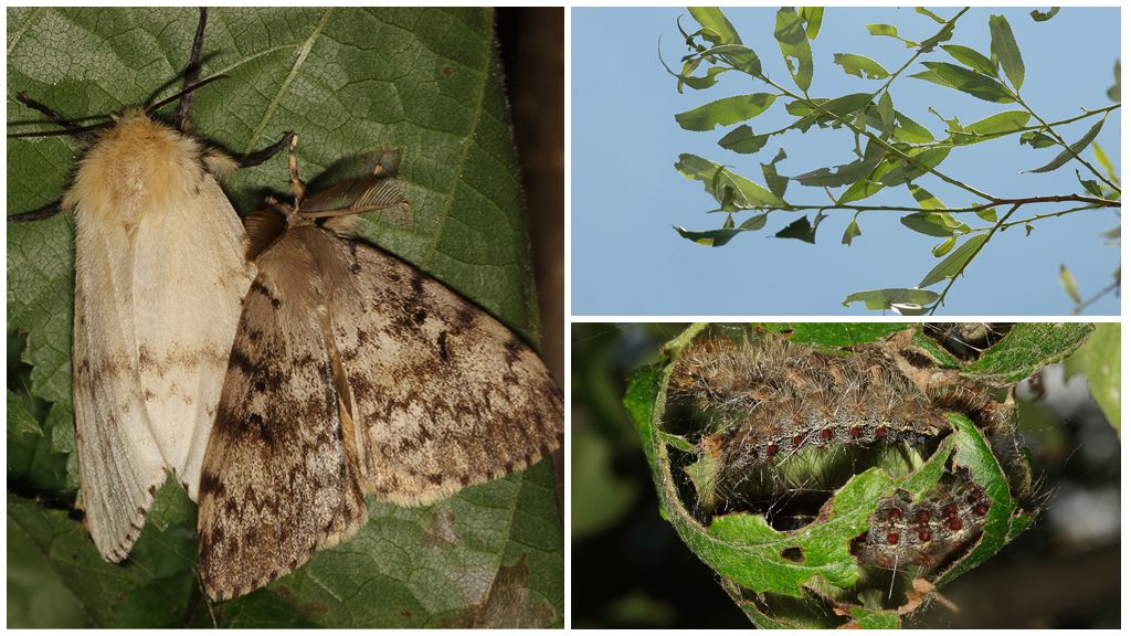 Descrizione e foto di un bruco e una farfalla di bachi da seta spaiati