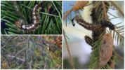 Caterpillars of the Siberian vierme de mătase