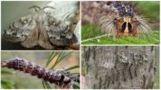 Caterpillar och fjäril av den sibirska sidenmask