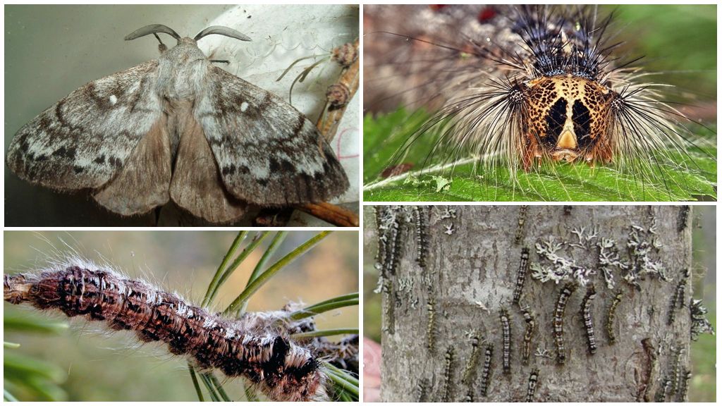 Sibirya ipekböceği tırtıl ve kelebeğinin tanımı ve fotoğrafı