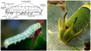 Struktur caterpillar