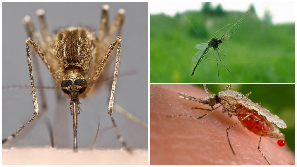 Hur myggor ser och vad som lockar dem till människor