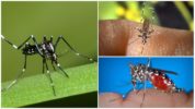 Aedes rūšies atstovai (speneliai)