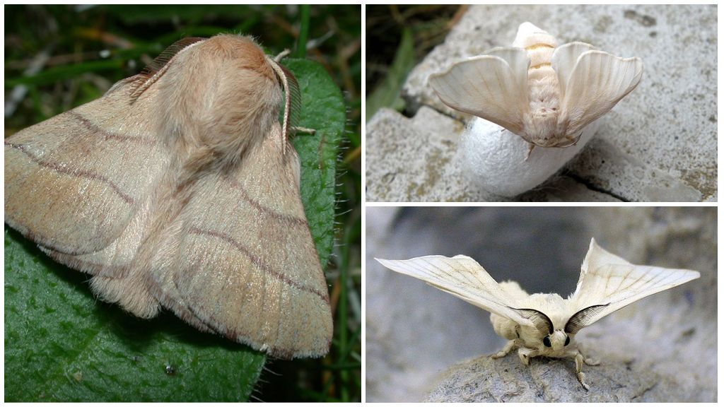 Descrição e foto de uma lagarta e borboleta de bicho da seda