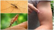 עקיצת יתוש מלריה