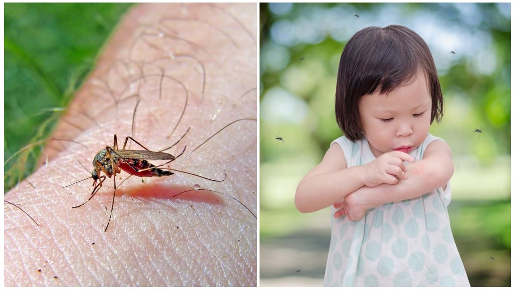 Berapa hari gigitan nyamuk berlaku?