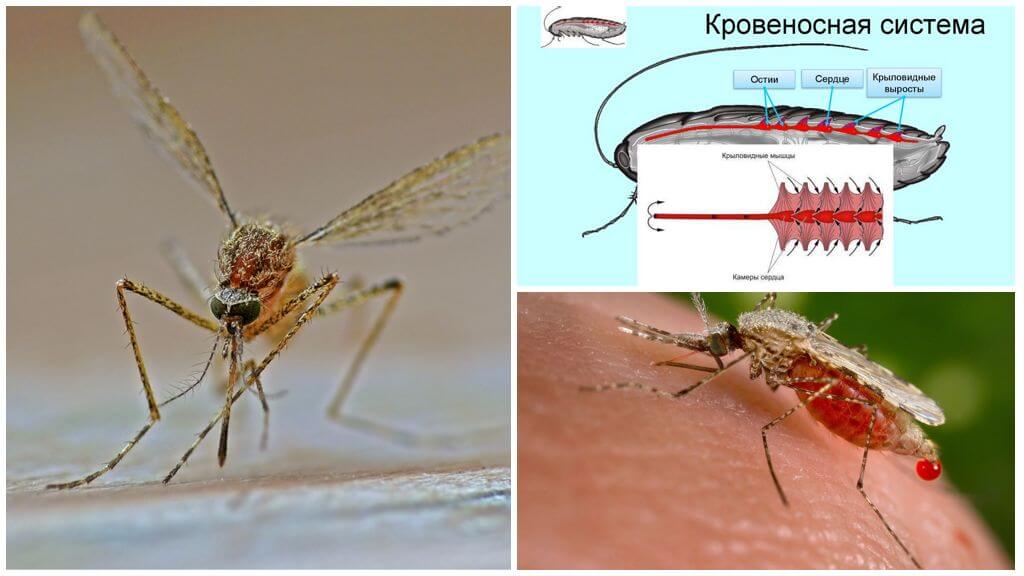 Интересни факти за структурата на комарите