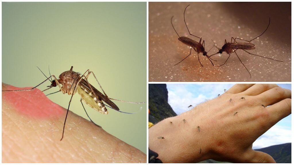 Waar zijn muggen in de natuur voor?